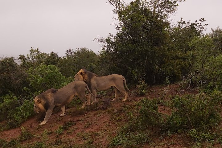 Prowling lions in the rain!